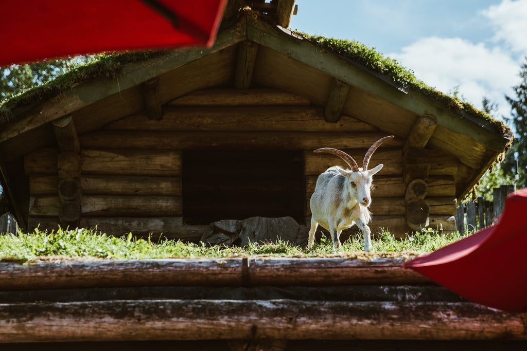 When goats don't sleep..