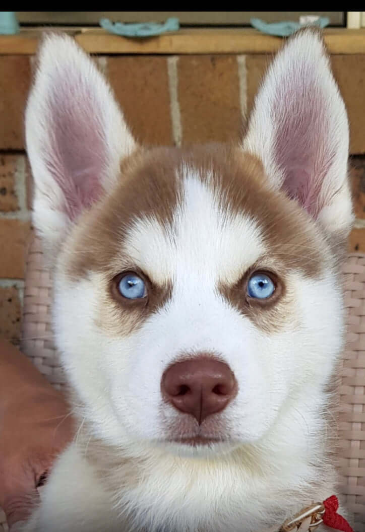 100% Pure Breds. Huskies in Bikinis® Coffee Beans. Victorian Alps Blend