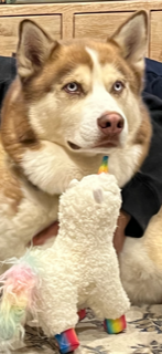 100% Arabica. Huskies in Bikinis® Snowy Mountains Blend